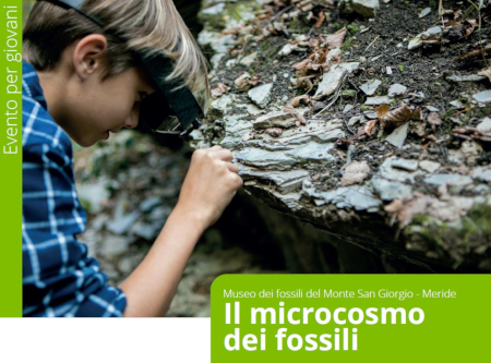Il microcosmo dei fossili - Meride